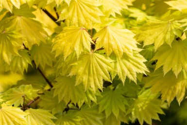 Acer shirasawanum 'Aureum' struik 60-80 cm
