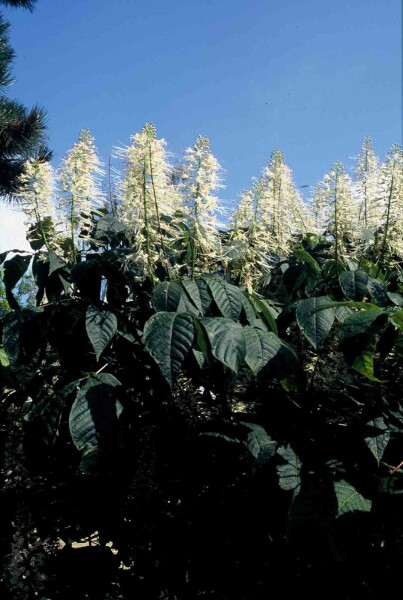 Aesculus parviflora struik 50-60 cm