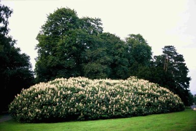 Aesculus parviflora struik 60-80 cm