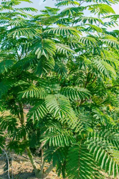 Albizia julibrissin struik 150-175 cm