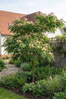Albizia julibrissin gestokt 60-80 cm
