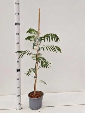 Albizia julibrissin gestokt 60-80 cm