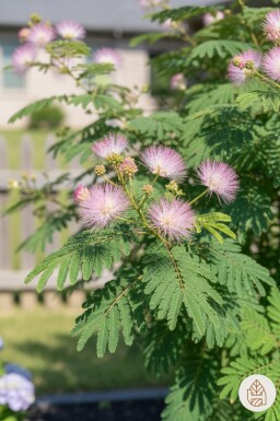 Albizia julibrissin gestokt 60-80 cm