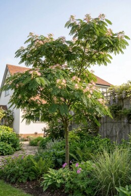 Albizia julibrissin gestokt 60-80 cm