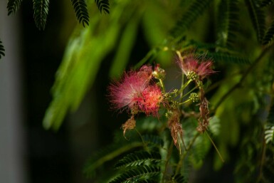 Albizia julibrissin 'Ombrella' struik 100-125 cm