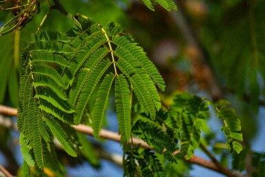 Albizia julibrissin 'Ombrella' struik 175-200 cm