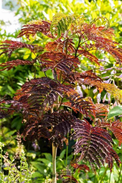 Albizia julibrissin 'Summer Chocolate' struik 100-125 cm