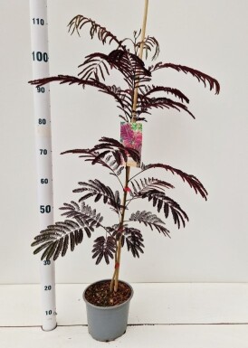 Albizia julibrissin 'Summer Chocolate' struik 60-80 cm