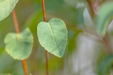 Amelanchier alnifolia 'Obelisk' struik 40-50 cm