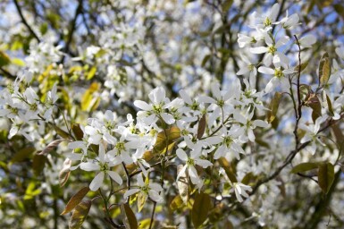 Amelanchier spicata struik 80-100 cm