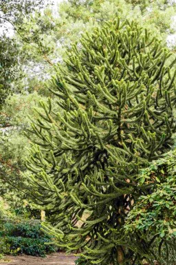 Araucaria araucana struik 30-40 cm