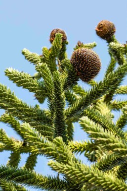 Araucaria araucana struik 30-40 cm