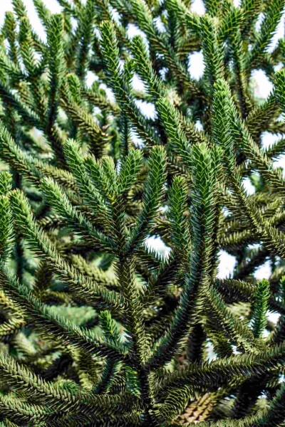 Araucaria araucana struik 60-70 cm
