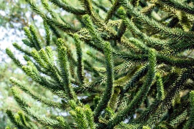 Araucaria araucana struik 60-70 cm