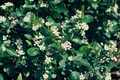 Aronia melanocarpa struik 100-125 cm