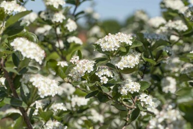 Aronia prunifolia 'Viking' struik 20-25 cm
