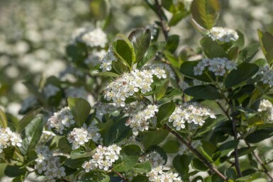 Aronia prunifolia 'Viking' struik 60-80 cm