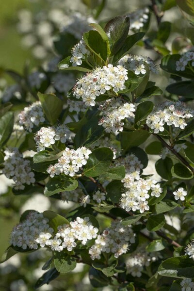 Aronia prunifolia 'Viking' struik 80-100 cm