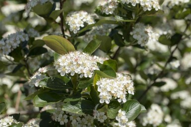 Aronia prunifolia 'Viking' struik 80-100 cm