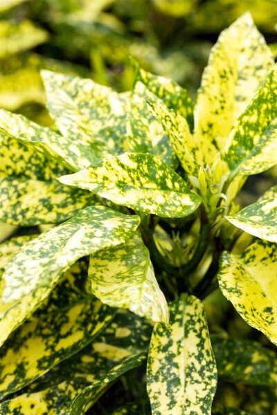 Aucuba japonica 'Crotonifolia' struik 60-80 cm