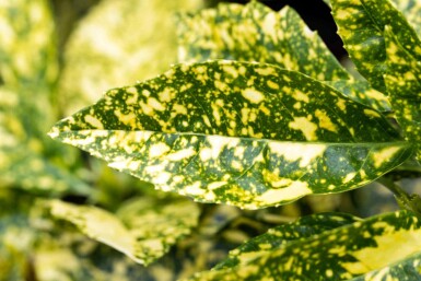 Aucuba japonica 'Crotonifolia' struik 60-80 cm