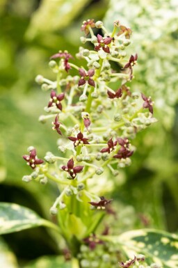 Aucuba japonica 'Crotonifolia' struik 60-80 cm