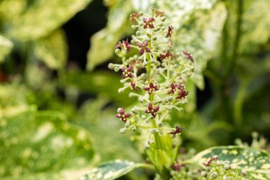 Aucuba japonica 'Crotonifolia' struik 80-100 cm