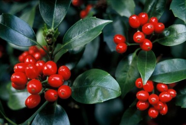 Aucuba japonica 'Rozannie' struik 60-80 cm