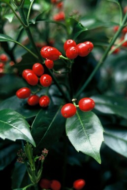 Aucuba japonica 'Rozannie' struik 80-100 cm