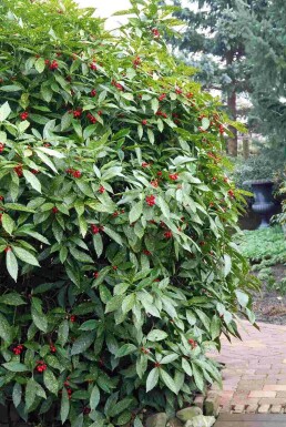 Aucuba japonica 'Variegata' struik 25-35 cm