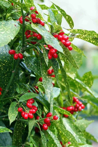 Aucuba japonica 'Variegata' struik 60-80 cm