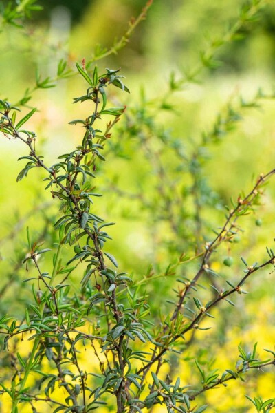 Berberis stenophylla struik 100-125 cm