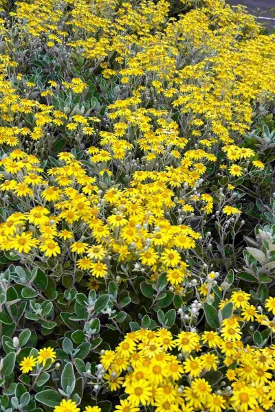 Brachyglottis 'Sunshine' struik 30-40 cm