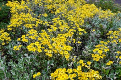 Brachyglottis 'Sunshine' struik 40-60 cm