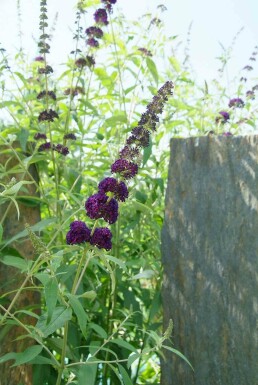 Buddleja davidii 'Black Knight' struik 40-60 cm