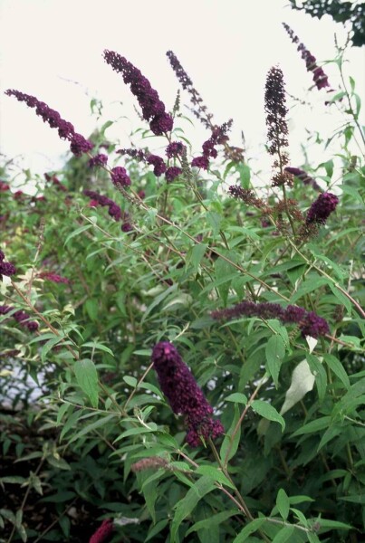 Buddleja davidii 'Black Knight' struik 60-80 cm