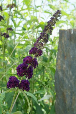 Buddleja davidii 'Black Knight' struik 60-80 cm
