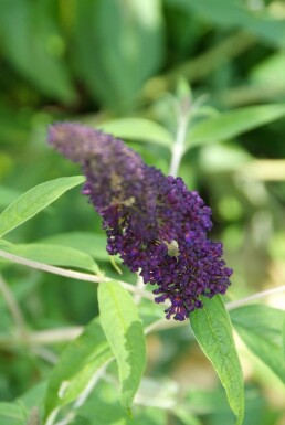 Buddleja davidii 'Black Knight' struik 100-125 cm