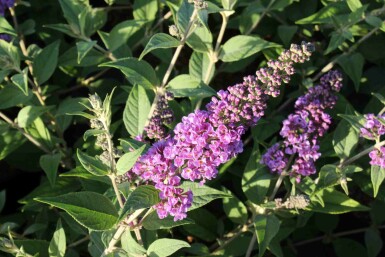 Buddleja davidii 'Blue Chip' struik 40-60 cm