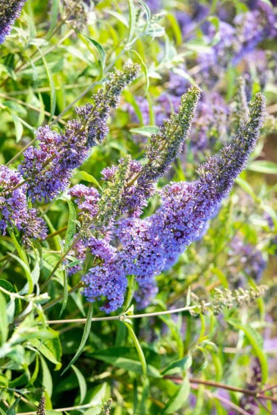 Buddleja davidii 'Empire Blue' struik 45-50 cm