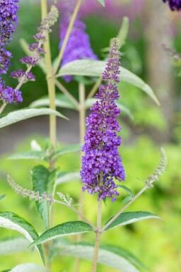 Buddleja davidii 'Empire Blue' struik 45-50 cm