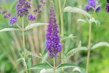 Buddleja davidii 'Empire Blue' struik 45-50 cm
