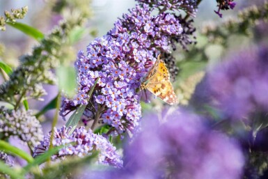 Buddleja davidii 'Empire Blue' struik 100-125 cm