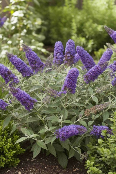 Buddleja davidii 'Free Petite Blue Heaven' struik 40-50 cm