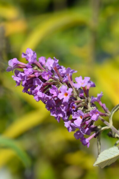 Buddleja davidii 'Free Petite Dark Pink' struik 40-50 cm
