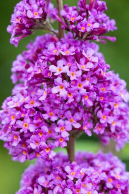 Buddleja davidii 'Ile de France' struik 40-60 cm