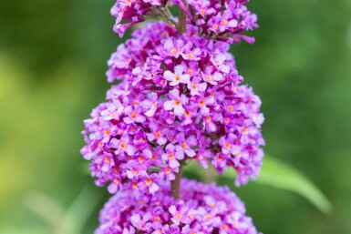 Buddleja davidii 'Ile de France' struik 100-125 cm