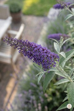 Buddleja davidii 'Nanho Blue' struik 80-100 cm