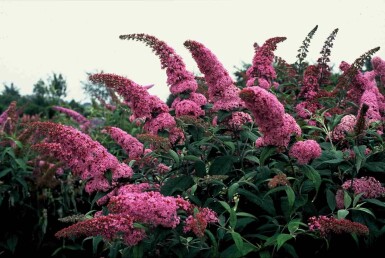 Buddleja davidii 'Pink Delight' struik 60-80 cm