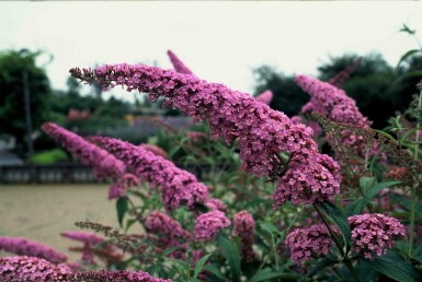 Buddleja davidii 'Pink Delight' struik 80-100 cm